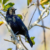 Rusty Blackbird